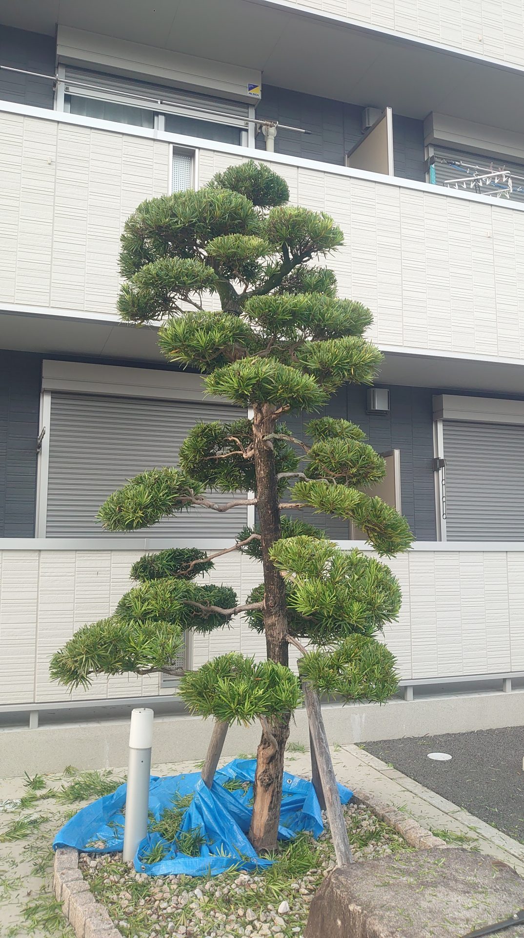 アパートの一角にあったマキ(ラカンマキ)の庭木を芸術的にしてくれまし